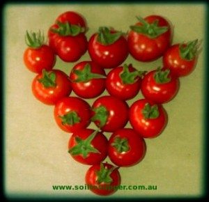 love tomatoes
