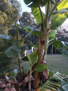 banana stems