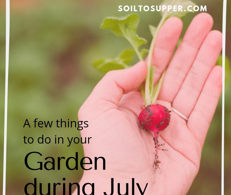 A few things to do in your Garden during July
