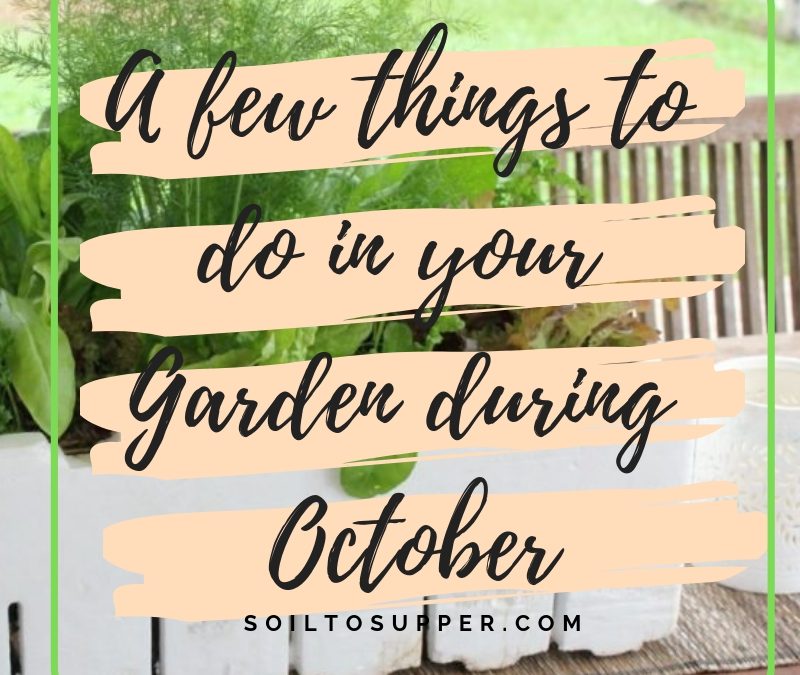 A few things to do in your Garden during October