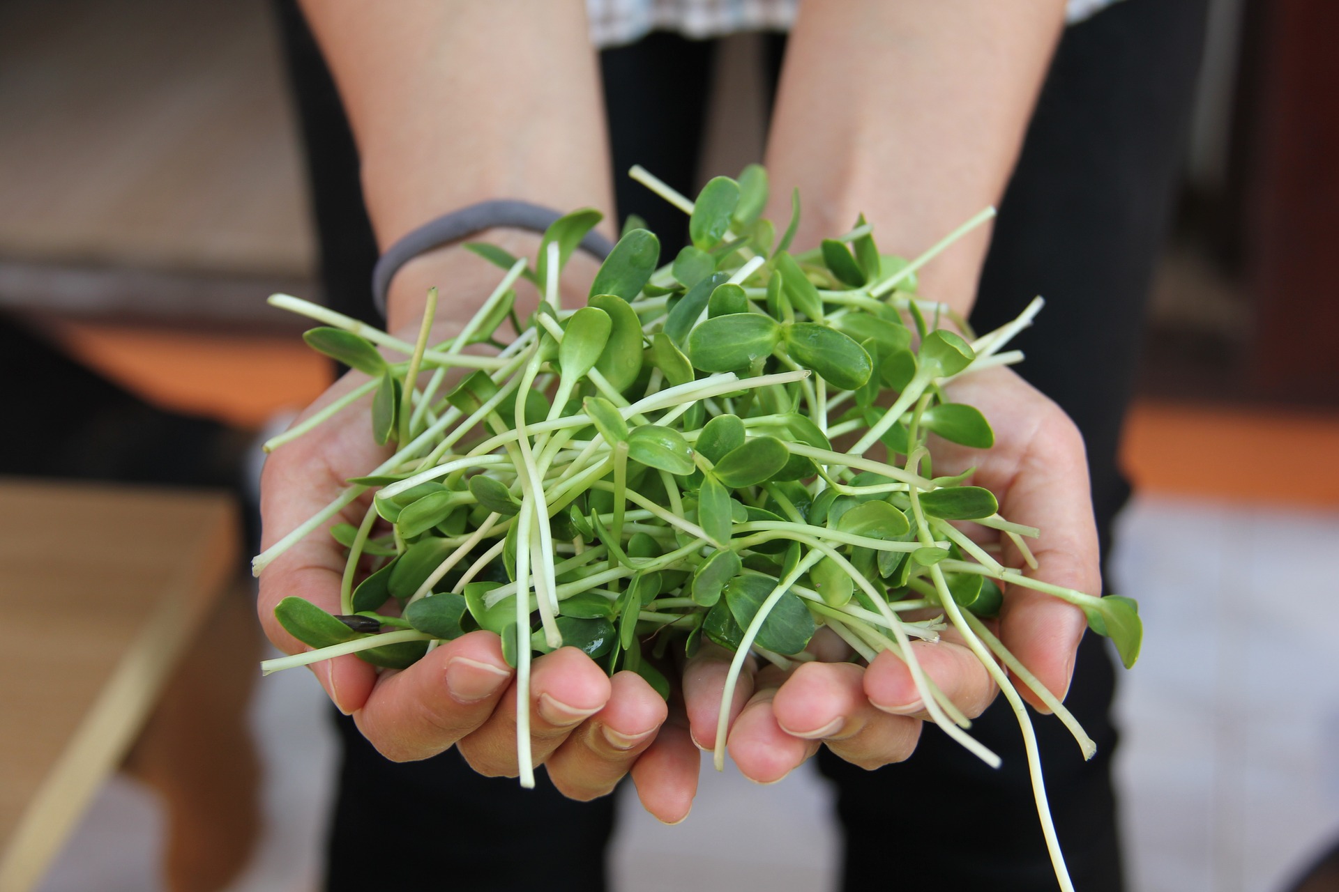 Microgreens…Growing Itty Bitty Little Greens!