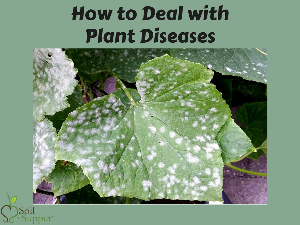 How to Deal with Plant Diseases
