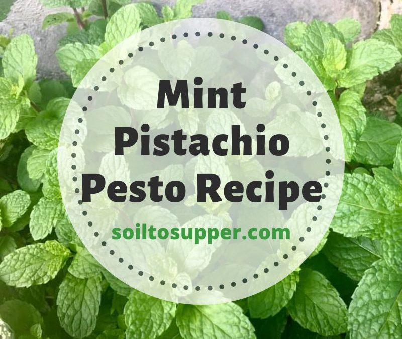 Mint Pistachio Pesto Recipe